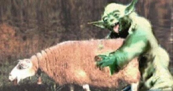 yoda fuck sheep.jpg
